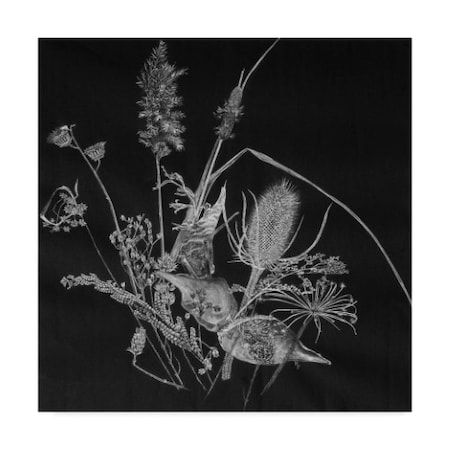 Rusty Frentner 'Dried Weeds' Canvas Art,35x35
